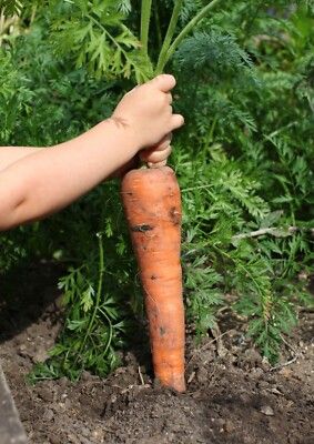 10 Semi di Carota Gigante Rossa - Semi Freschi, Alta Germinabilità, No-GMO