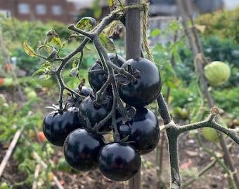 10 Semi di Pomodoro Nero - Semi Freschi, Alta Germinabilità, No-GMO