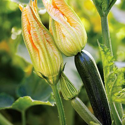 10 Semi di Zucchina Genovese Da Fiore - Semi Freschi, Alta Germinabilità, No-GMO