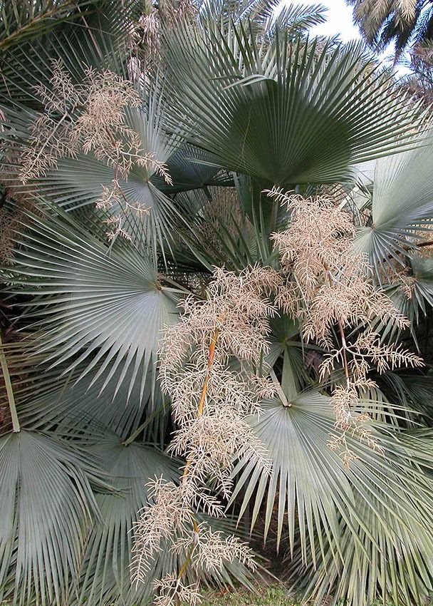 10 Semi di Palma Brahea Dulcis - Semi Freschi, Alta Germinabilità, No-GMO