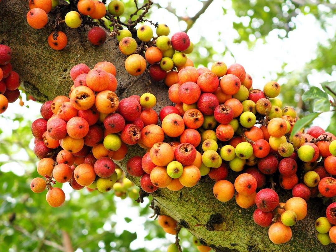 35 Semi di Ficus Racemosa - Semi Freschi, Alta Germinabilità, No-GMO