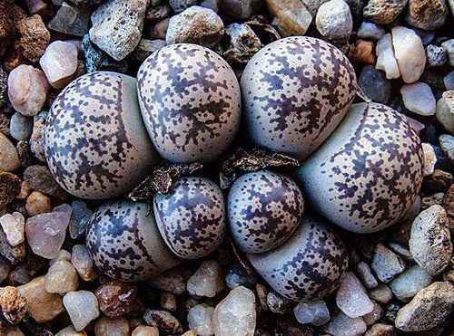 10 Semi di Lithops Coleorum - Semi Freschi, Alta Germinabilità, No-GMO