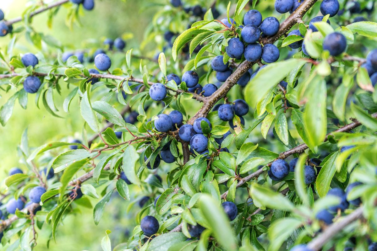 5 Semi di Prugno Selvatico - Semi Freschi, Alta Germinabilità, No-GMO