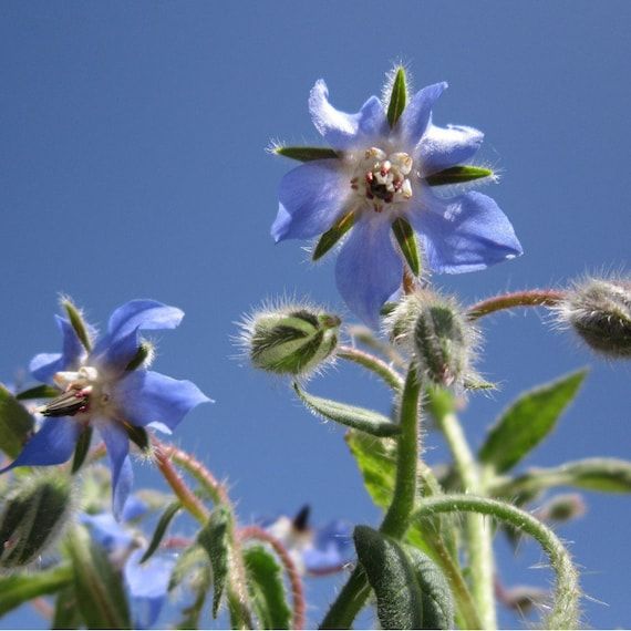 10 Semi di Borragine - Semi Freschi, Alta Germinabilità, No-GMO