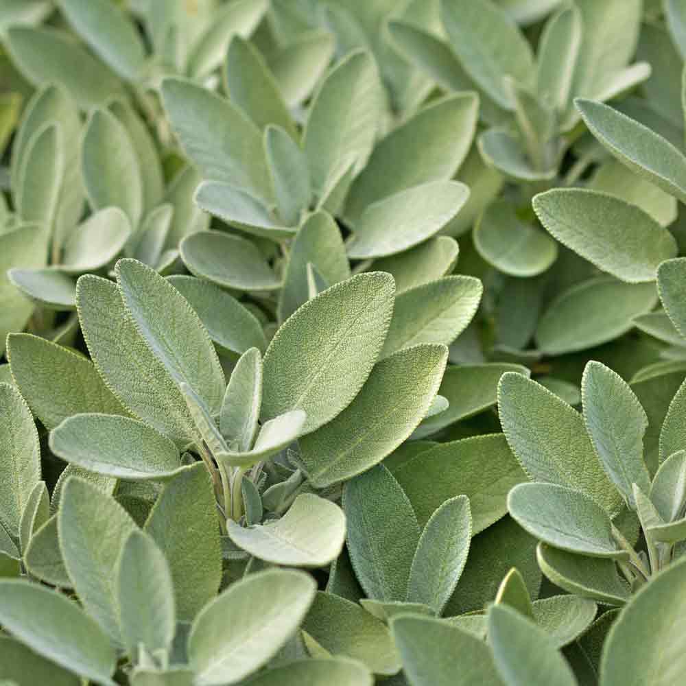 10 Semi di Salvia Officinalis - Semi Freschi, Alta Germinabilità, No-GMO