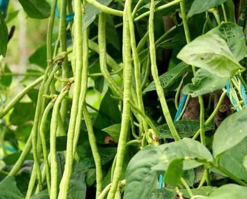 10 Semi di Fagiolo Chilometro Serpente - Semi Freschi, Alta Germinabilità, No-GMO