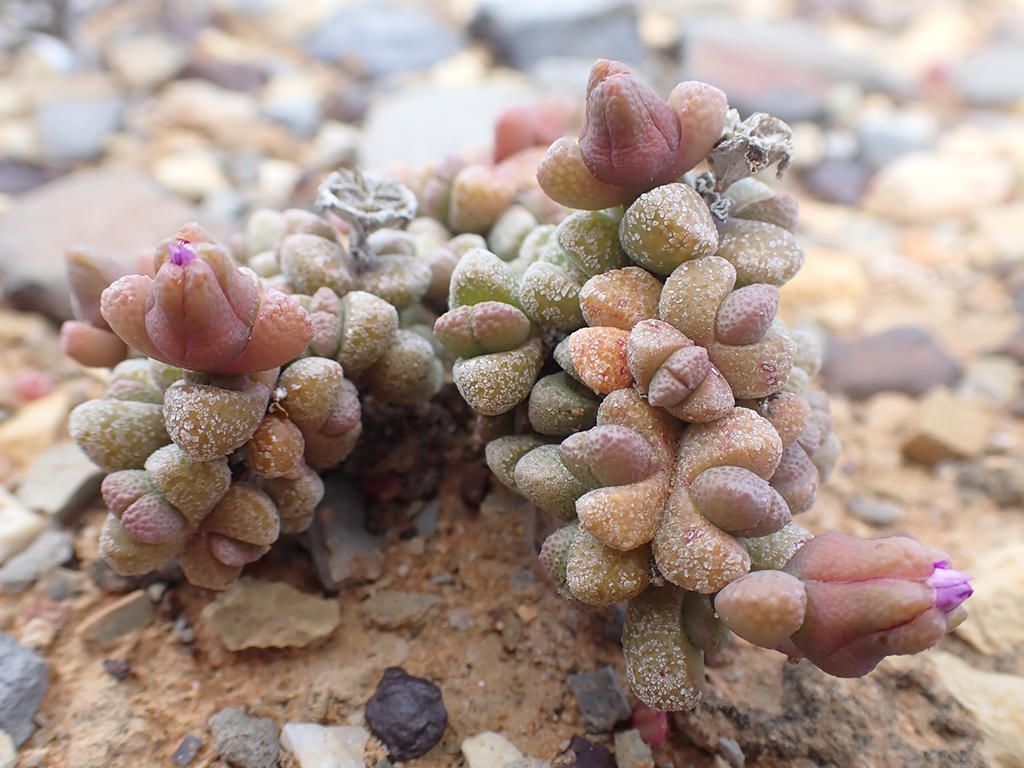 10 Semi di Hellenia Speciosa - Semi Freschi, Alta Germinabilità, No-GMO