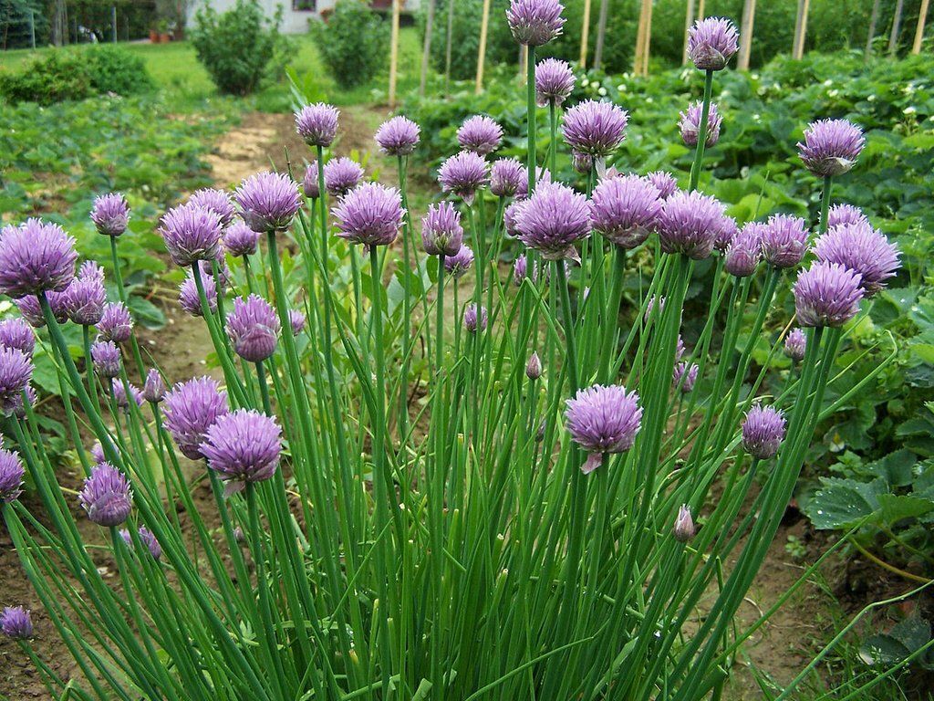10 Semi di Allium Schoenoprasum - Semi Freschi, Alta Germinabilità, No-GMO