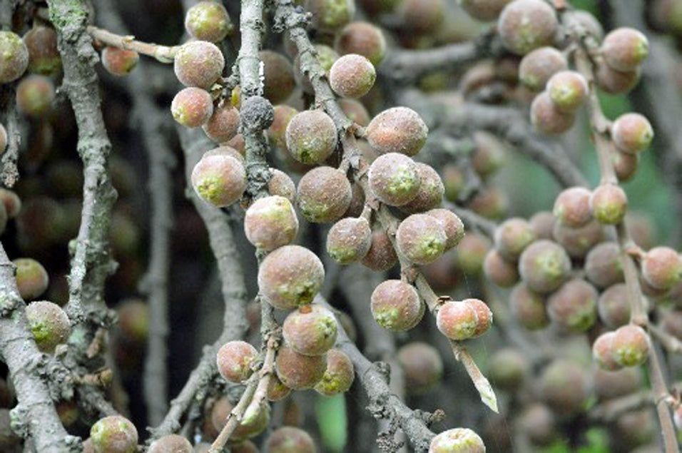 10 Semi di Ficus Cordata - Semi Freschi, Alta Germinabilità, No-GMO