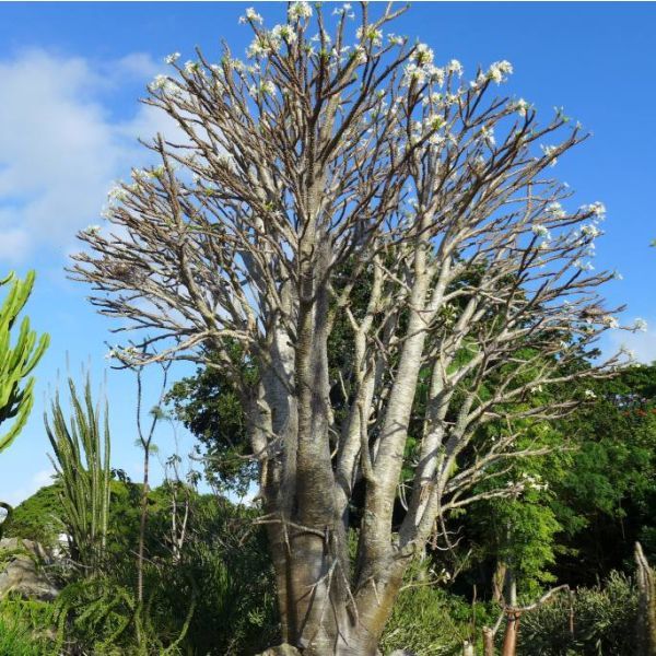 10 Semi di Pachypodium Rutenbergianum - Semi Freschi, Alta Germinabilità, No-GMO