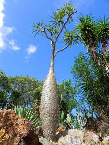 10 Semi di Pachypodium Lamerei Fiherense - Semi Freschi, Alta Germinabilità, No-GMO