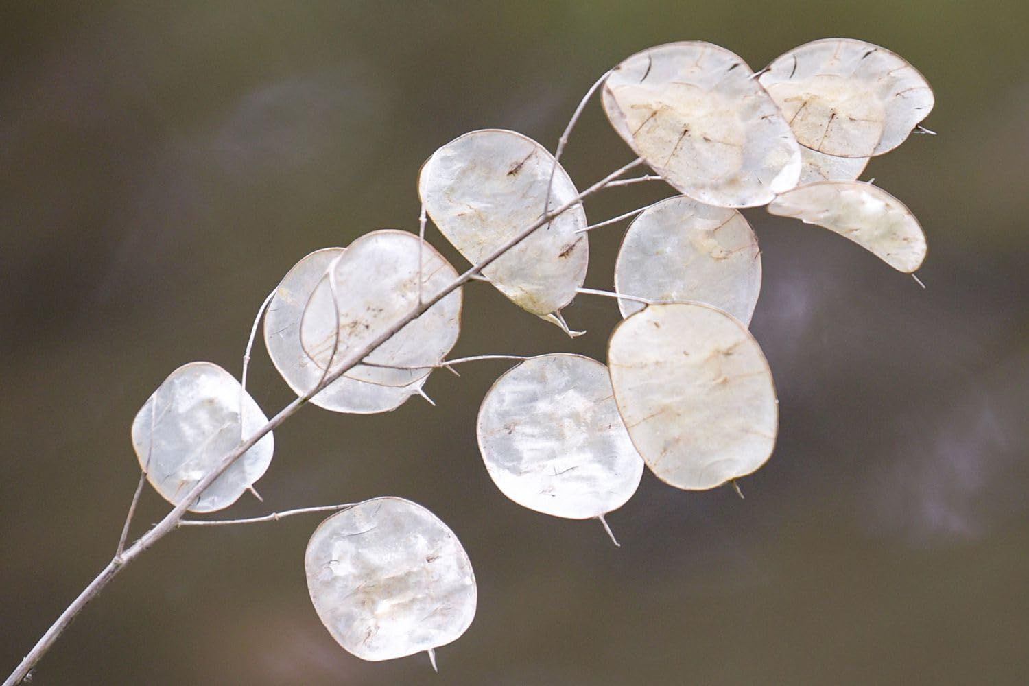 10 Semi di Lunaria O Moneta Del Papa - Semi Freschi, Alta Germinabilità, No-GMO