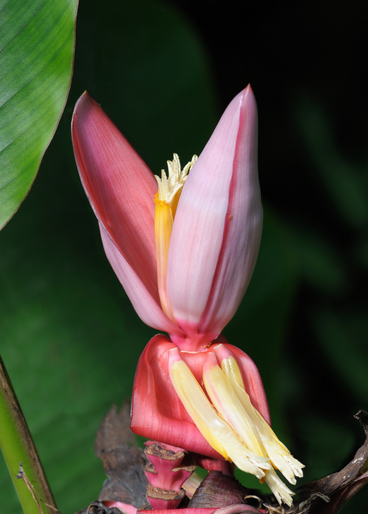 10 Semi di Musa Mannii Banana - Semi Freschi, Alta Germinabilità, No-GMO