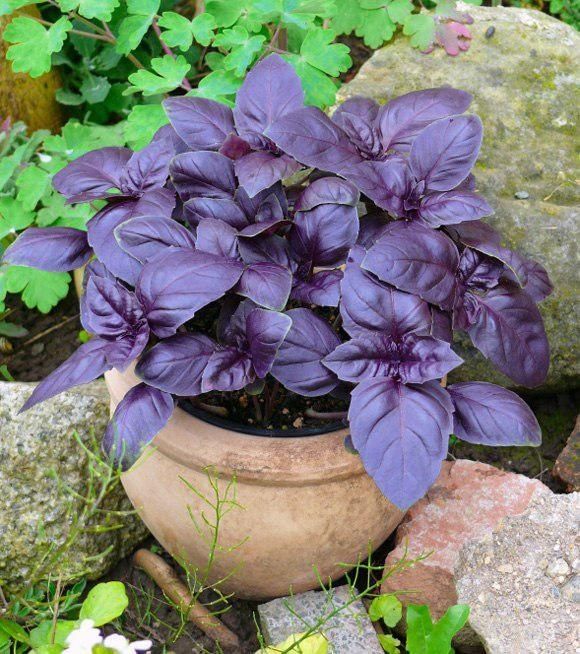 10 Semi di Basilico Viola - Semi Freschi, Alta Germinabilità, No-GMO