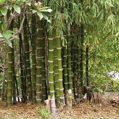 10 Semi di Bambu Bambusa Bambos - Semi Freschi, Alta Germinabilità, No-GMO