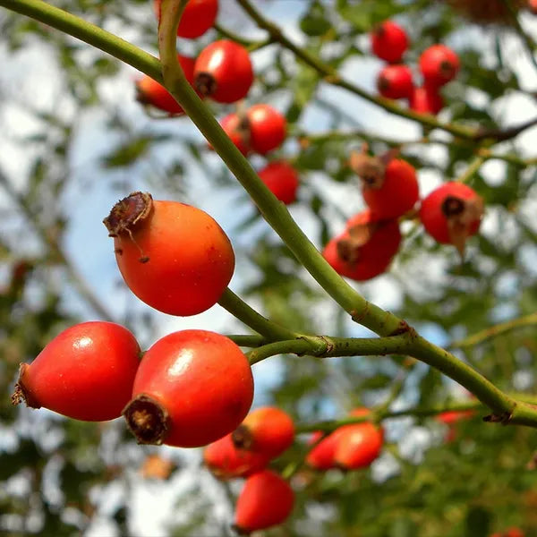 10 Semi di Rosa Canina - Semi Freschi, Alta Germinabilità, No-GMO