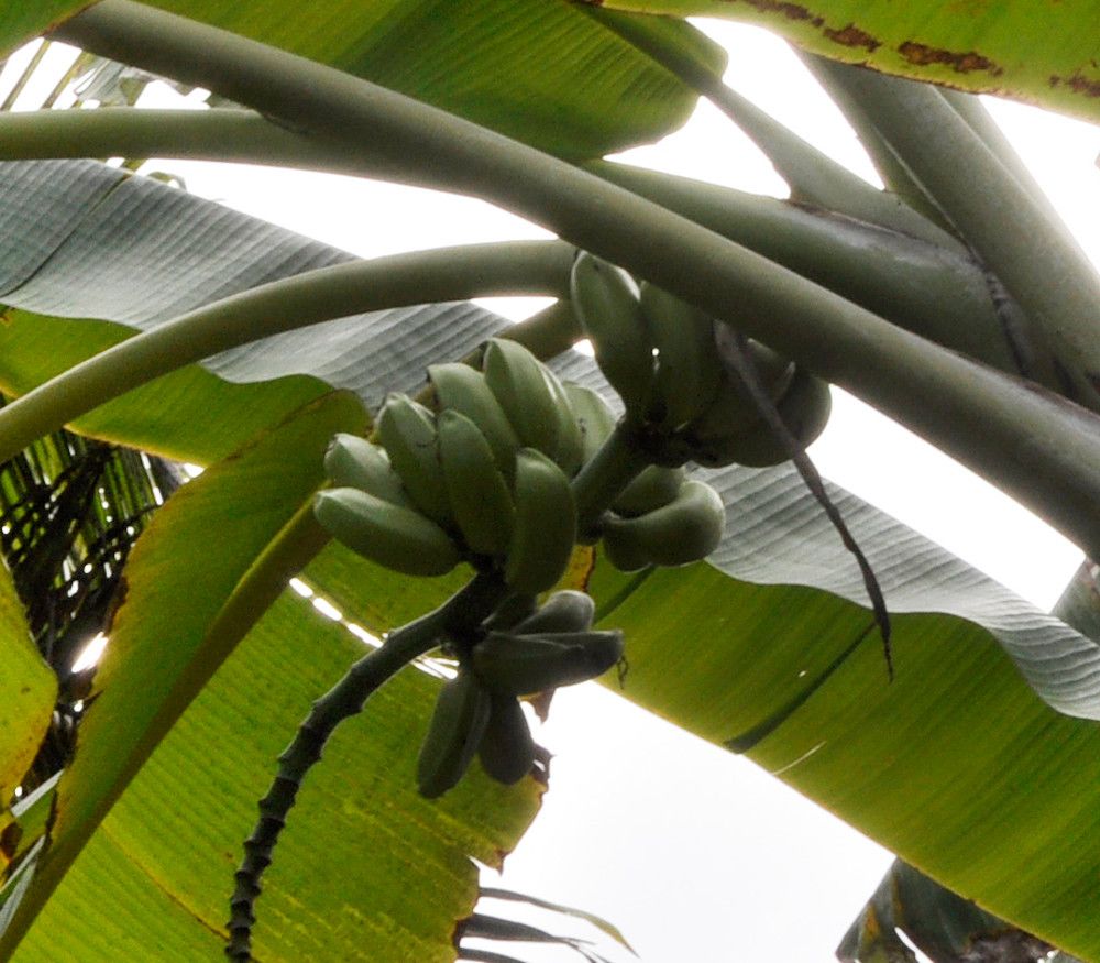 10 Semi di Musa Itinerans Var Itinerans Banana - Semi Freschi, Alta Germinabilità, No-GMO