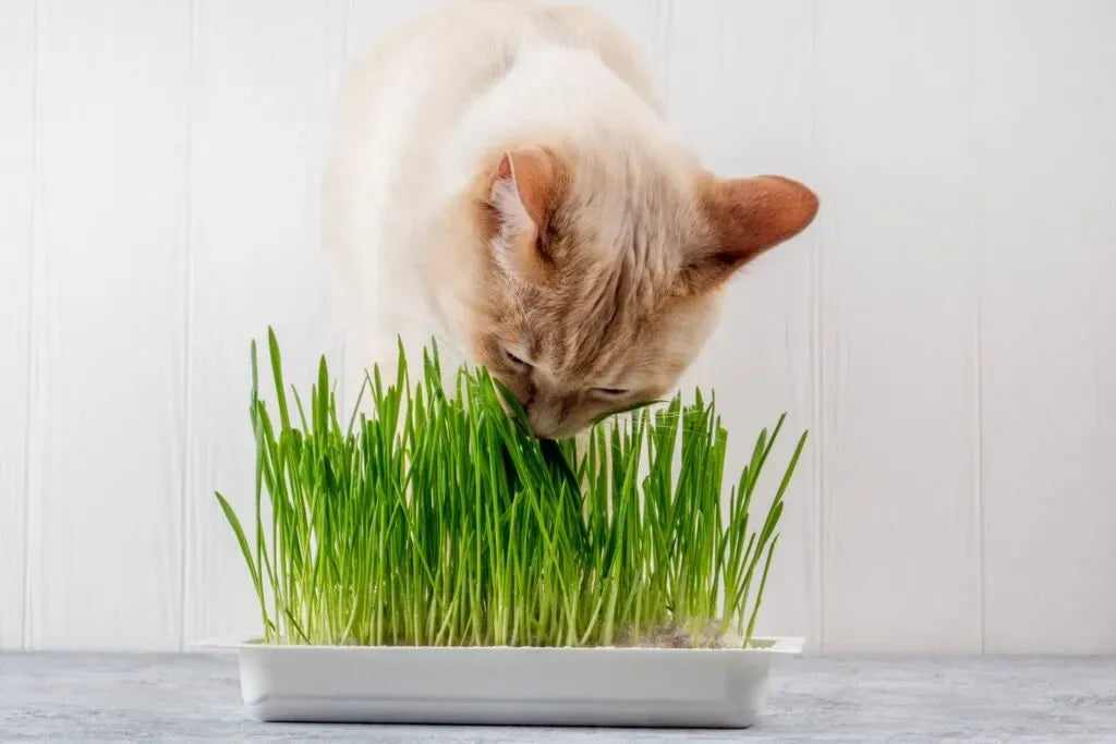 10 Semi di Erba Gatta - Semi Freschi, Alta Germinabilità, No-GMO