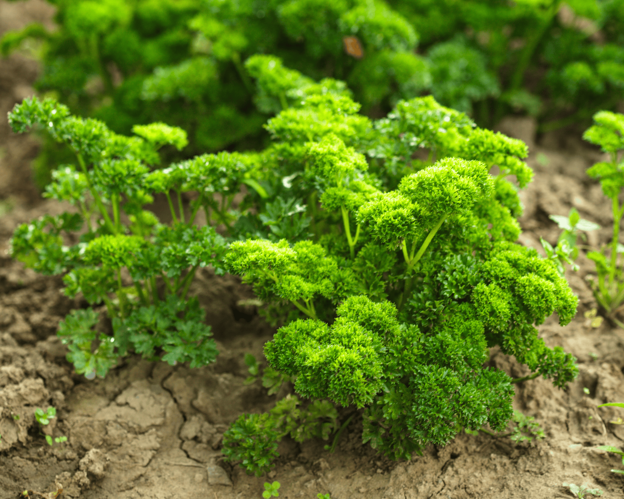 10 Semi di Prezzemolo Riccio - Semi Freschi, Alta Germinabilità, No-GMO