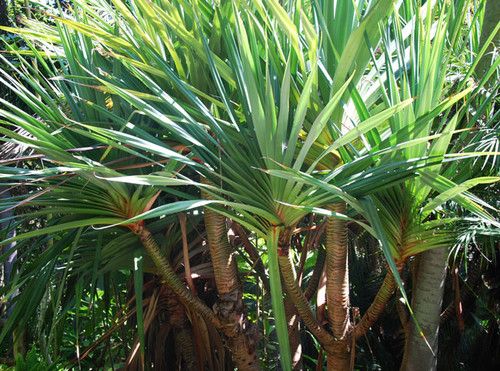 10 Semi di Pandanus Pulcher - Semi Freschi, Alta Germinabilità, No-GMO