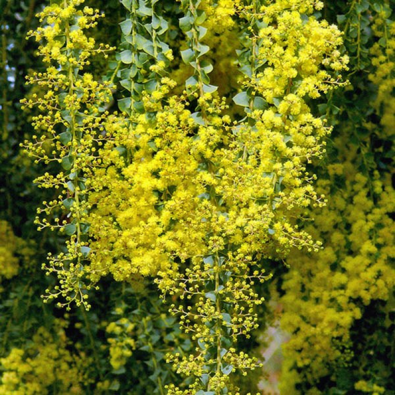 10 Semi di Acacia Pravissima - Semi Freschi, Alta Germinabilità, No-GMO