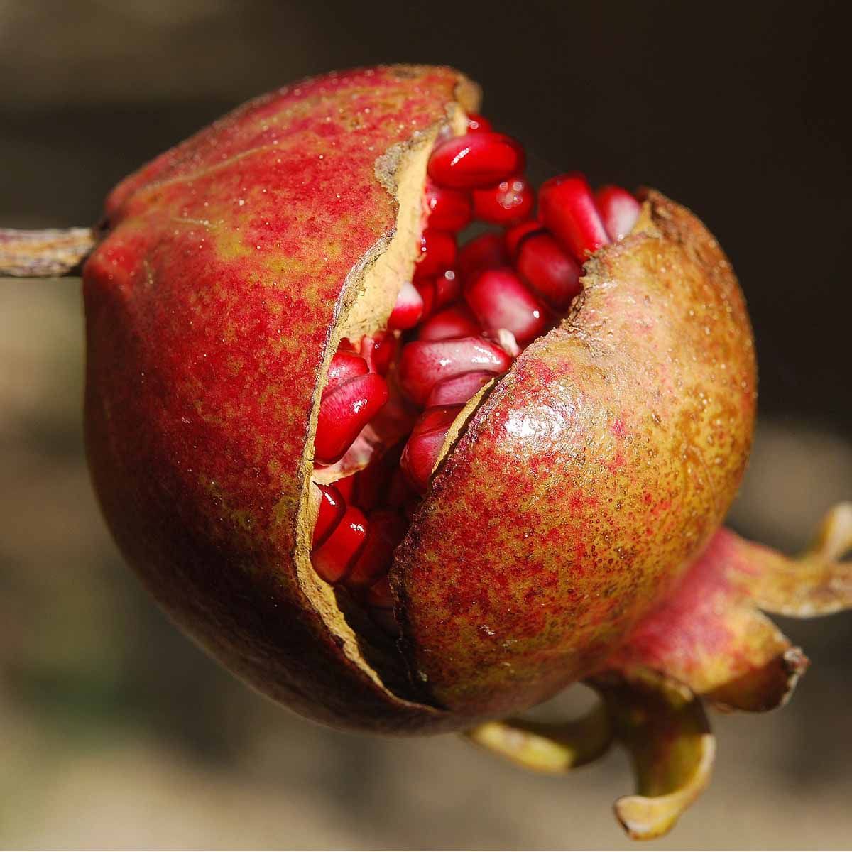 10 Semi di Melograno - Semi Freschi, Alta Germinabilità, No-GMO