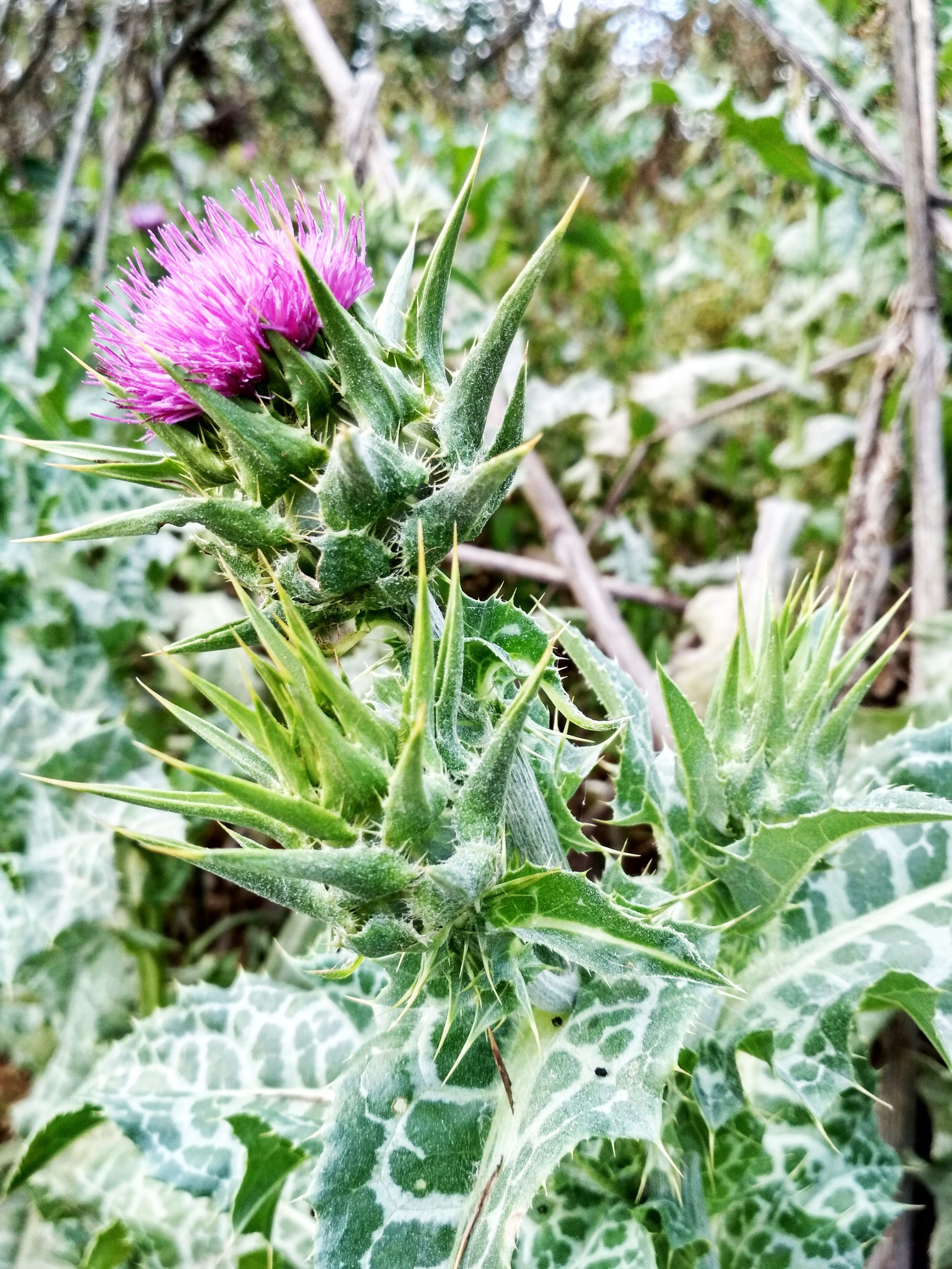 10 Semi di Cardo Selvatico - Semi Freschi, Alta Germinabilità, No-GMO