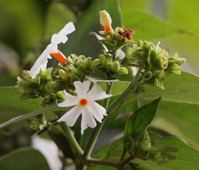 30 Semi di Gelsomino Nyctanthes Arbor-tristis - Semi Freschi, Alta Germinabilità, No-GMO