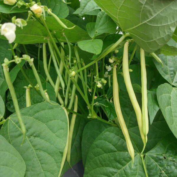 10 Semi di Fagiolo Super Nano Giallo - Semi Freschi, Alta Germinabilità, No-GMO