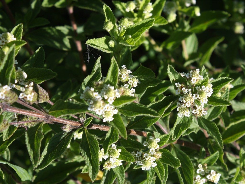 100 Semi di Lippia Javanica - Semi Freschi, Alta Germinabilità, No-GMO