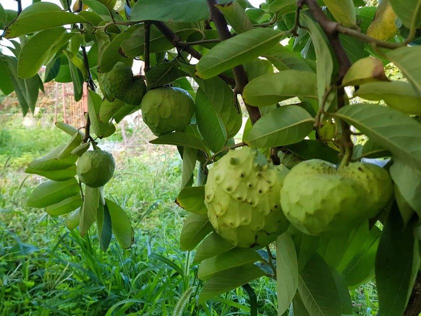 10 Semi di Annona - Semi Freschi, Alta Germinabilità, No-GMO