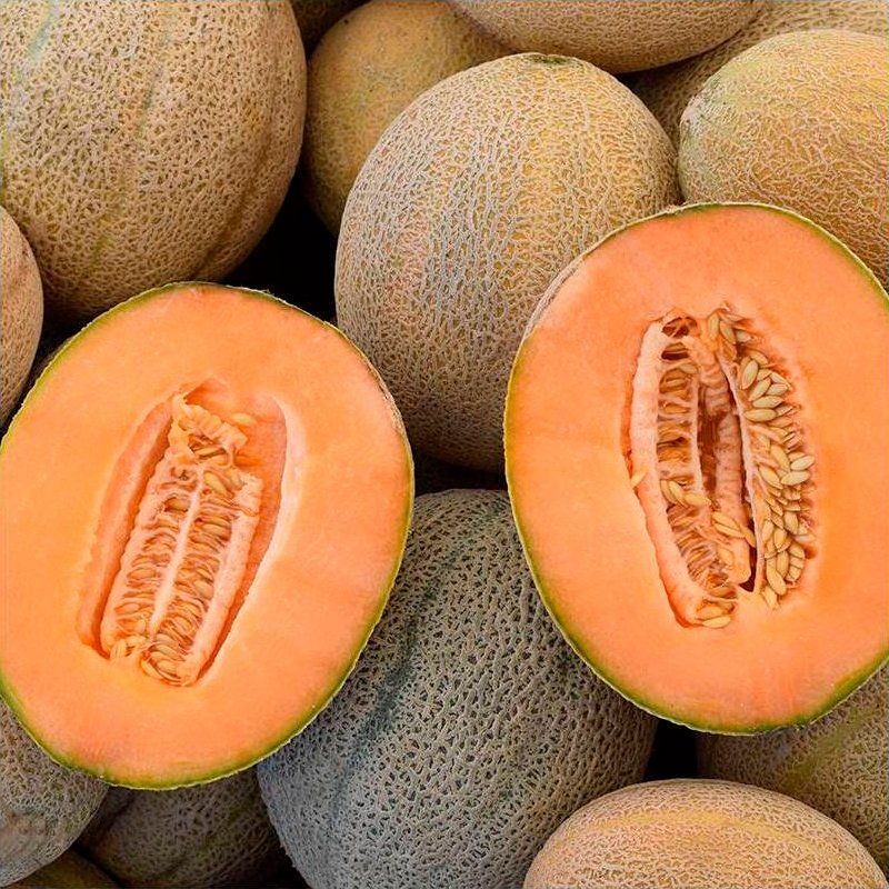 10 Semi di Melone Retato Degli Ortolani (cantalupo) - Semi Freschi, Alta Germinabilità, No-GMO