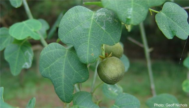 10 Semi di Adenia Gummifera - Semi Freschi, Alta Germinabilità, No-GMO