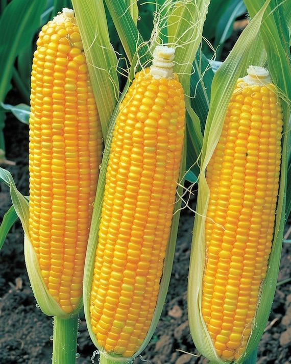 10 Semi di Mais Dolce Golden Bantam - Semi Freschi, Alta Germinabilità, No-GMO