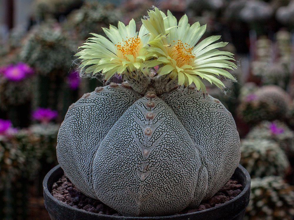 10 Semi di Astrophytum Myriostigma - Semi Freschi, Alta Germinabilità, No-GMO