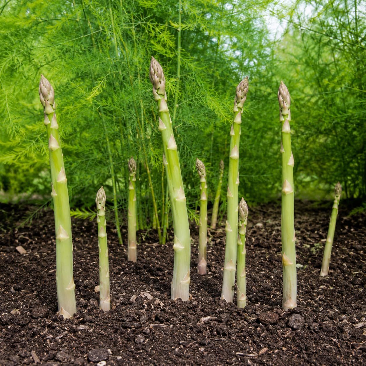 10 Semi di Asparago Argenteuil - Semi Freschi, Alta Germinabilità, No-GMO