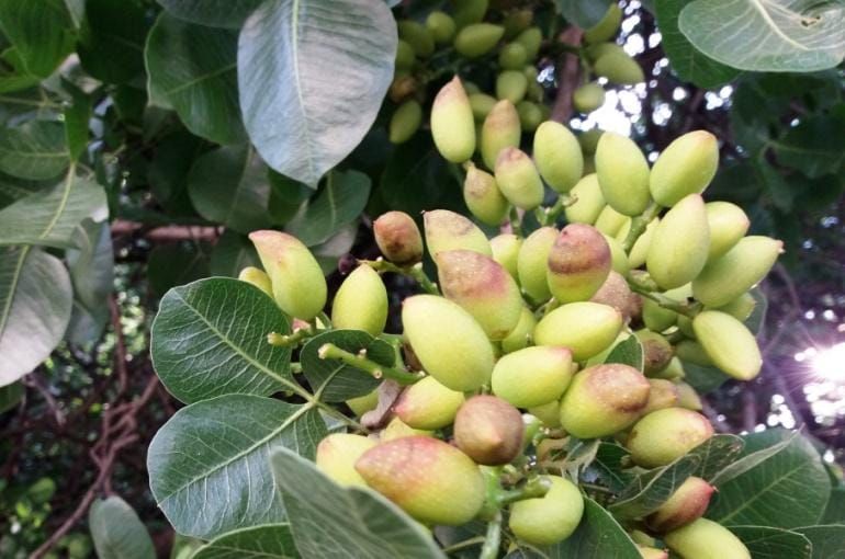 10 Semi di Pistacchio - Semi Freschi, Alta Germinabilità, No-GMO