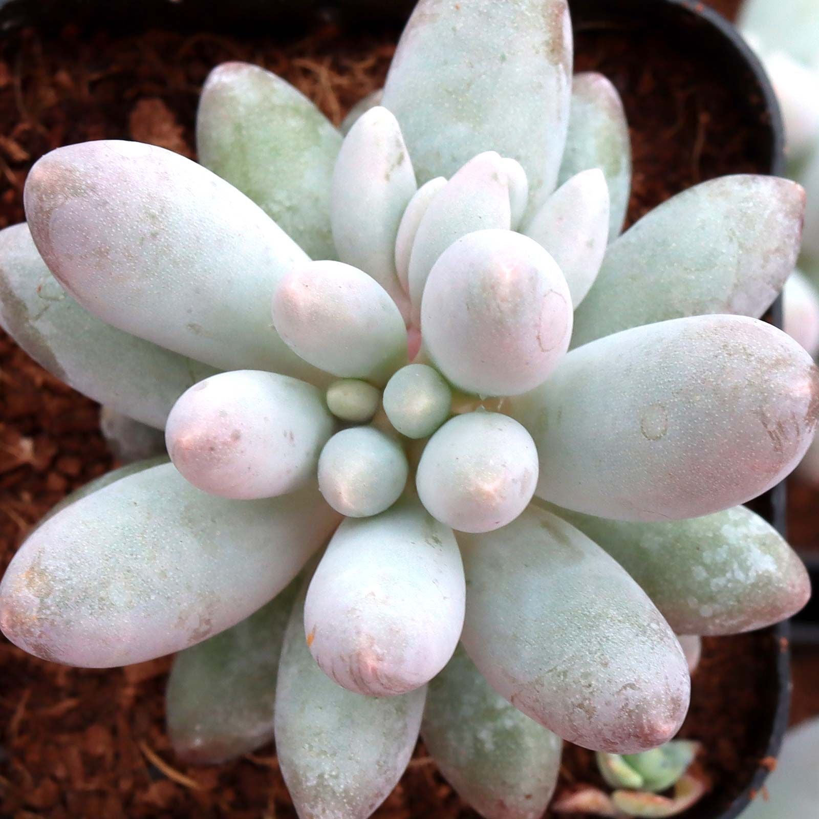 10 Semi di Pachyphytum Brevifolium - Semi Freschi, Alta Germinabilità, No-GMO
