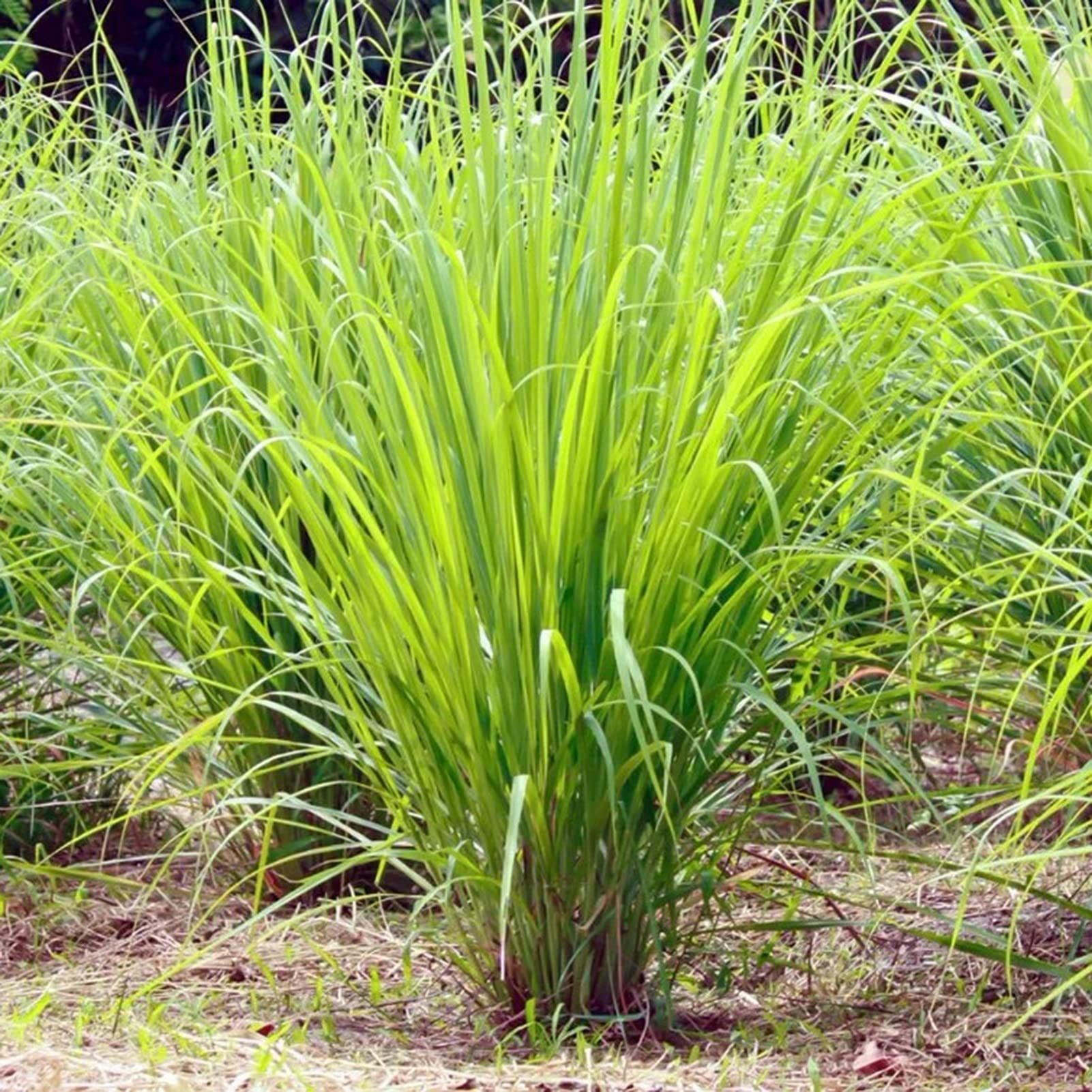 10 Semi di Citronella - Semi Freschi, Alta Germinabilità, No-GMO