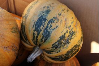 10 Semi di Zucca Junona - Semi Freschi, Alta Germinabilità, No-GMO