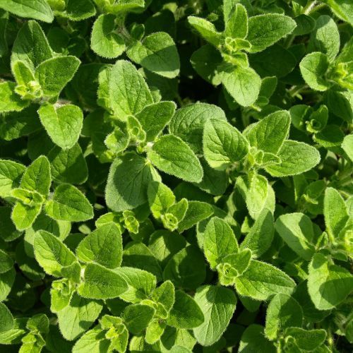 10 Semi di Origano Origanum Vulgare - Semi Freschi, Alta Germinabilità, No-GMO