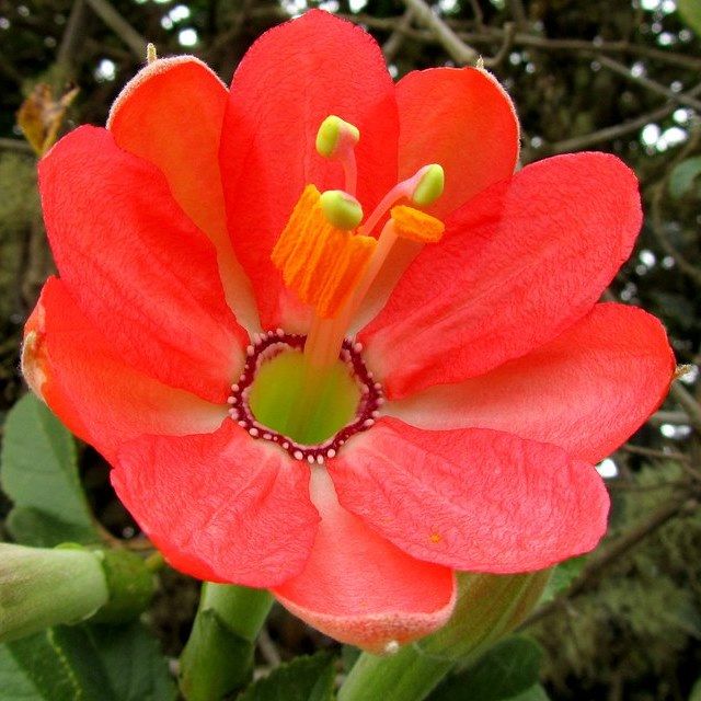10 Semi di Passiflora Mixta - Semi Freschi, Alta Germinabilità, No-GMO