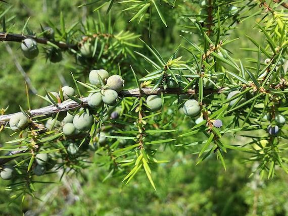 10 Semi di Ginepro - Semi Freschi, Alta Germinabilità, No-GMO