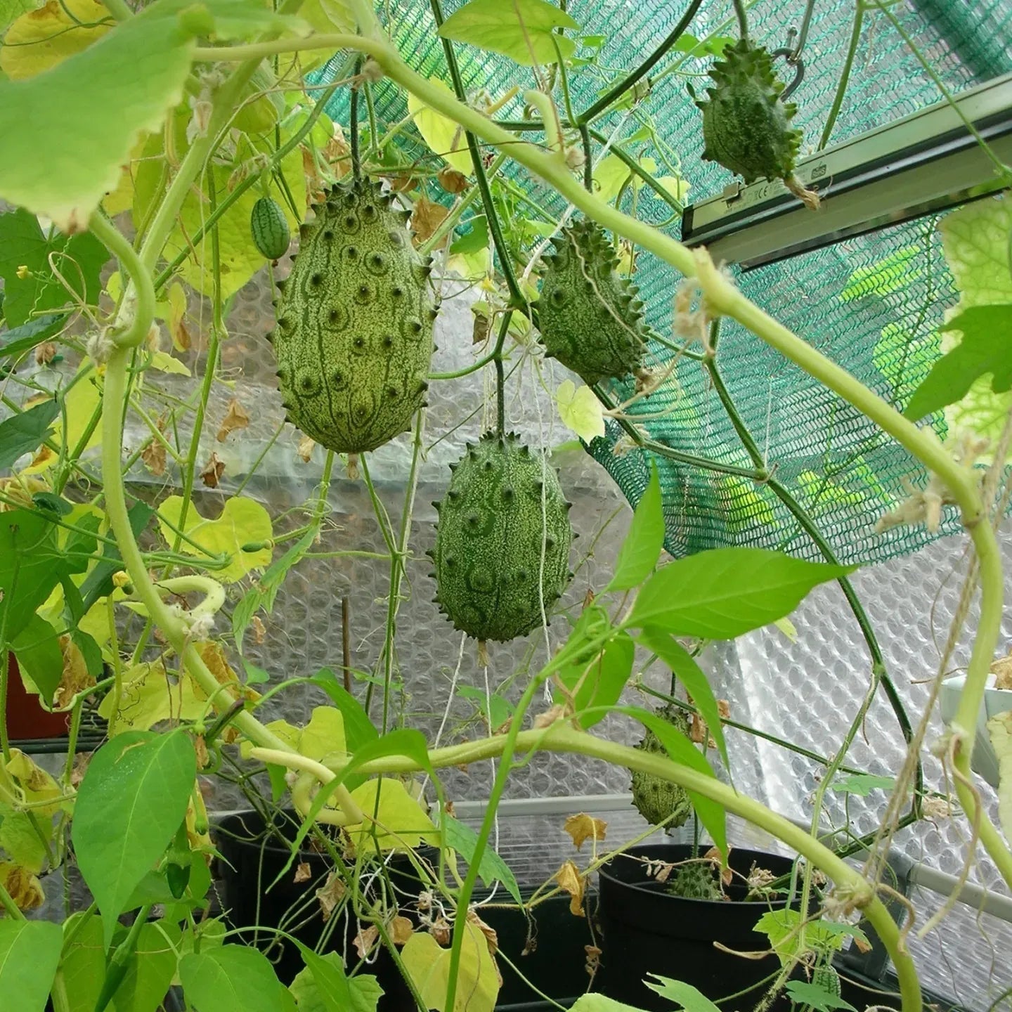 10 Semi di Kiwaiano - Semi Freschi, Alta Germinabilità, No-GMO