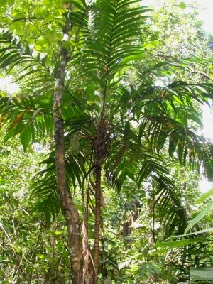 10 Semi di Palma Geonoma (geonoma Interrupta) - Semi Freschi, Alta Germinabilità, No-GMO