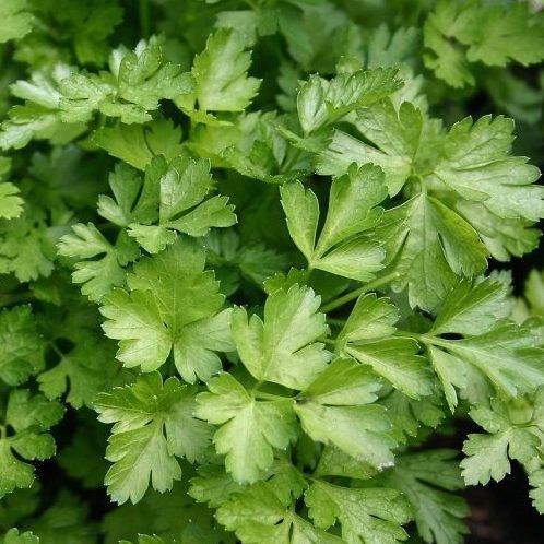 10 Semi di Prezzemolo Gigante D'italia - Semi Freschi, Alta Germinabilità, No-GMO