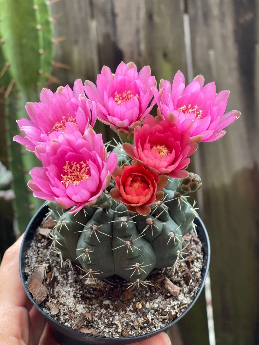 10 Semi di Gymnocalycium Baldianum - Semi Freschi, Alta Germinabilità, No-GMO