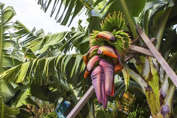 10 Semi di Musa Cheesmanii Banana - Semi Freschi, Alta Germinabilità, No-GMO