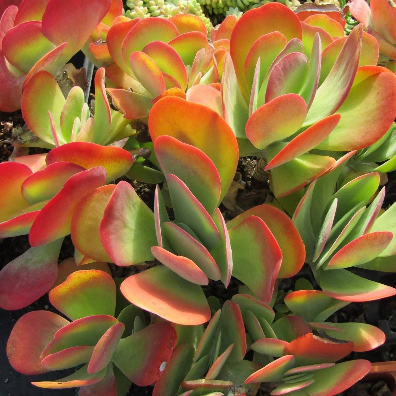 10 Semi di Kalanchoe Thyrsiflora - Semi Freschi, Alta Germinabilità, No-GMO