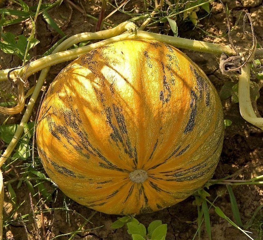 10 Semi di Zucca Cucurbita Pepo - Semi Freschi, Alta Germinabilità, No-GMO